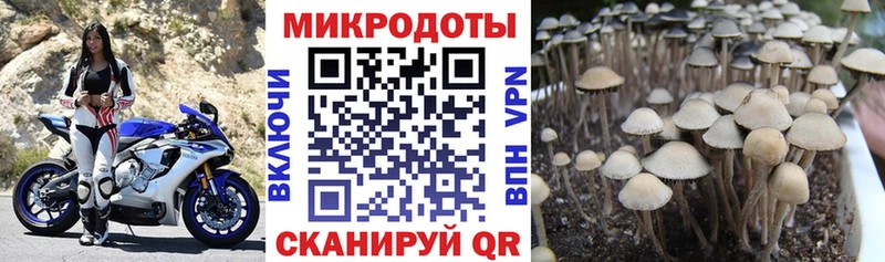 где купить   Гай  Галлюциногенные грибы Cubensis 